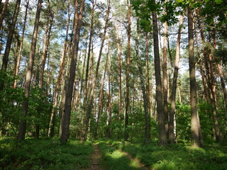 Fototapeta premium trees in the forest