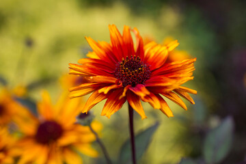 rudbeckia flowers in the garden - soft focus