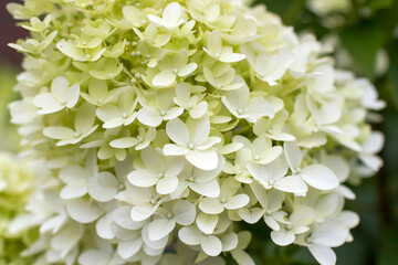 white hortensia flowers in the garden