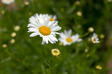 Ox-eye Daisy (Leucanthemum vulgare) in a garden