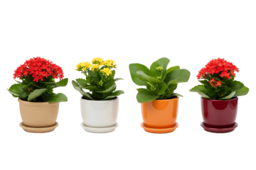 Four potted kalanchoe plants with red and yellow flowers isolated isolated on transparent background
