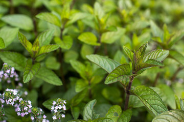 Mint plant grown in the garden - close up