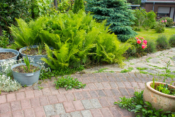 rustic garden -  fern and plants in tin tub