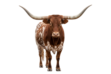 Longhorn bull with large horns isolated on transparent background