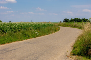Agriculture and farm industry, Terrain of countryside in Zuid-Limburg, Farmland with green potatoes vegetables plants with plot on hillside, A starchy tuber of the plant Solanum tuberosum, Netherlands