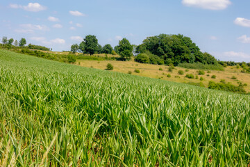 The terrain of countryside in Zuid-Limburg, Young green corn field on the hillside and slop, Landscape with full grown maize plants in plantation under blue sky, Agriculture industry in Netherlands.