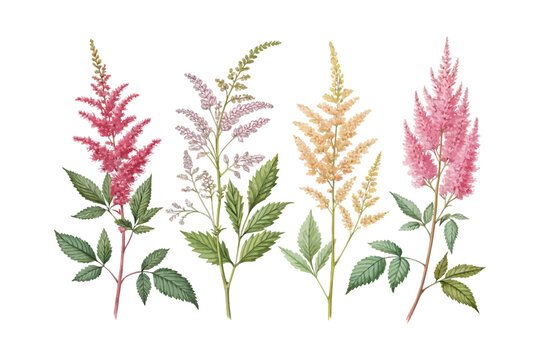 set of watercolor Astilbe Branch vector illustration isolated on white background