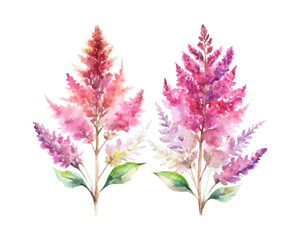 Obraz premium watercolor Astilbe Branch vector illustration isolated on white background