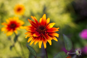 rudbeckia flowers in the garden - soft focus