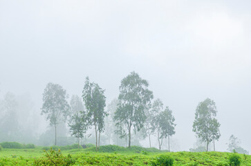 Obraz premium A Picturesque landscape with greenery during monsoon season, nature background for wallpaper, website or poster design