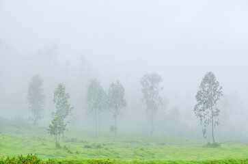 A Picturesque landscape with greenery during monsoon season, nature background for wallpaper, website or poster design