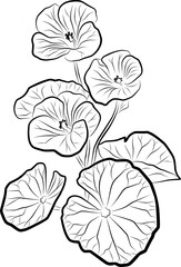 Fototapeta premium Line Art Illustration of Nasturtium Flowers and Leaves – Botanical Drawing
