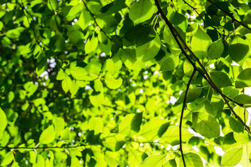 Bright green foliage backlit by sunlight – vibrant nature background