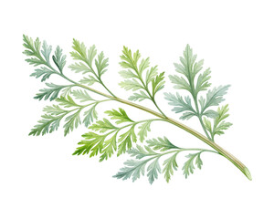watercolor Artemisia Branch vector illustration isolated on white background