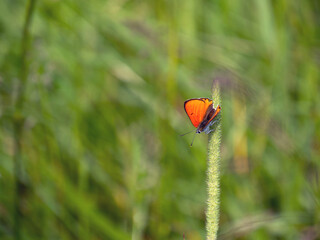 Picture of large copper butterfly (Lycaena dispar), male, sitting on a ear of grass. Intense red...