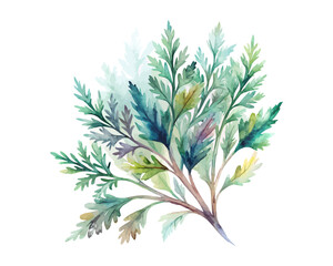 watercolor Artemisia Branch vector illustration isolated on white background
