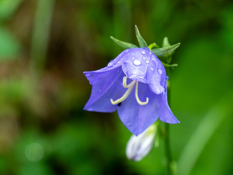 Close-up wildlife picture of bellflower campanula flower with blue petals and water drops on them. Green, dark bokeh background.