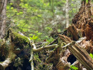 Wildlife photography of song thrush bird Turdus philomelos feeding chick in the nest hidden among stones, branches and leafs. Brown, green subdued colors,   natural light filtered by forest 