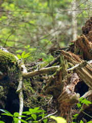 Wildlife vertical photography of song thrush bird Turdus philomelos feeding chick in the nest hidden among stones, branches and leafs. Brown, green subdued colors,   natural light filtered by forest 
