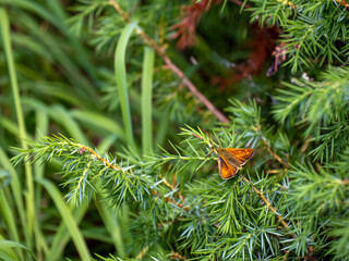 Photography of butterfly species small skipper Thymelicus sylvestris sitting on conifer branch....