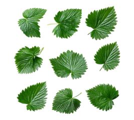 A collection of green leaves are shown in various sizes and orientations