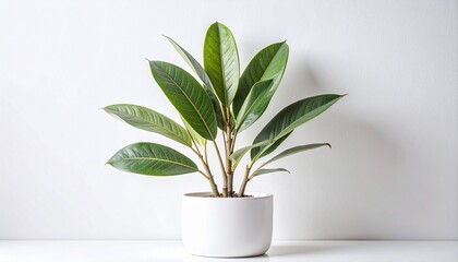 観葉植物