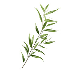 A leafy green plant with a long stem