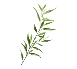 A leafy green plant with a long stem