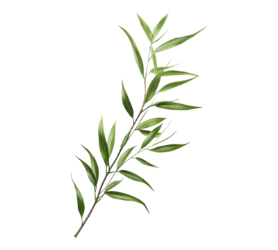 A leafy green plant with a long stem