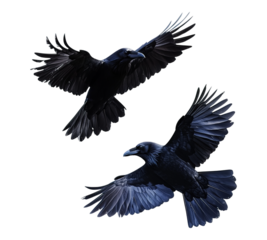 Two black birds flying in the sky