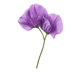 A purple flower with a stem is the main focus of the image