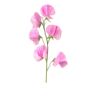 A single pink flower with five petals