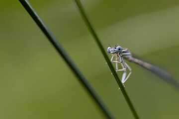 White-legged Damselfly Close-up Headshot
