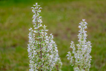 Selective focus of white cream flowers in garden, Salvia nemorosa is part of the tribe Mentheae in the subfamily Nepetoideae, Herbaceous perennials and annuals in family Lamiaceae, Natural background.