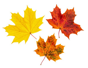 Fototapeta premium Autumn leaves fall foliage colorful foliage maple leaf fall season on transparent background