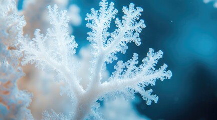 Close-up of delicate white coral branches