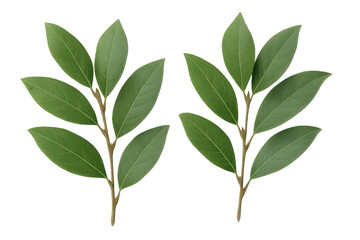 Fototapeta premium Two laurel branches with green leaves isolated on transparent background, ideal for graphic design projects