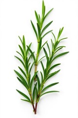 Fototapeta premium Fresh rosemary leaves isolated on white background , herbs, aromatic, fresh