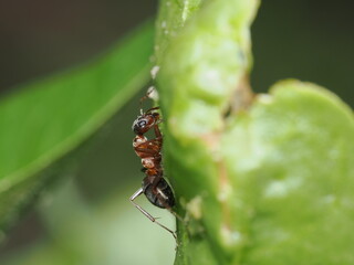 La Formica rufibarbis es una hormiga de cuerpo negro y tórax rojizo. Es una especie muy rápida y...