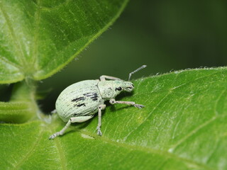 El Polydrusus formosus es un gorgojo de color verde metálico. Mide unos 5-7 mm. Se alimenta de...