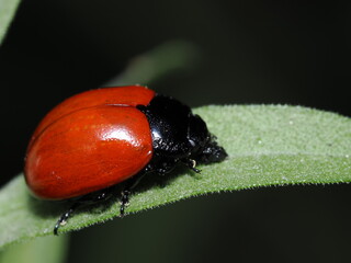 La Chrysomela populi es un escarabajo de las hojas. Su cuerpo es negro y sus élitros son de un...
