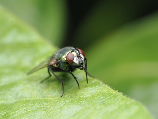 La Lucilia sericata, o mosca verde botella, es una mosca común a nivel mundial. Sus larvas se usan...