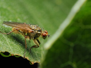 La Scathophaga stercoraria es una mosca del estiércol común. Los machos son amarillos y peludos....