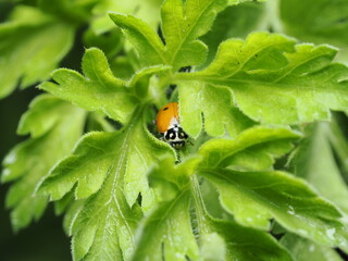La Coccinella septempunctata es la mariquita más común. Es un escarabajo rojo con siete puntos...