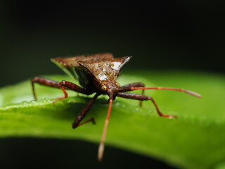 Coreus marginatus es una chinche de cuerpo ancho y color marrón, que se alimenta de savia de plantas, especialmente del ruibarbo y otras herbáceas.