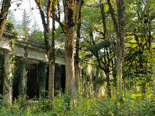 Abandoned overgrown building