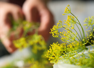 Hands gathering a generous quantity of fresh dill, showcasing a rich harvest of the herb.