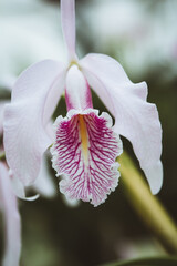 Delicate White Wildflower with Dark Bokeh Background