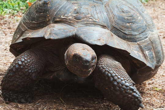 Riesenschildkr&ouml;te auf Galapagos