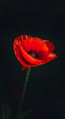 Obraz premium Red poppy flower blooming on black background